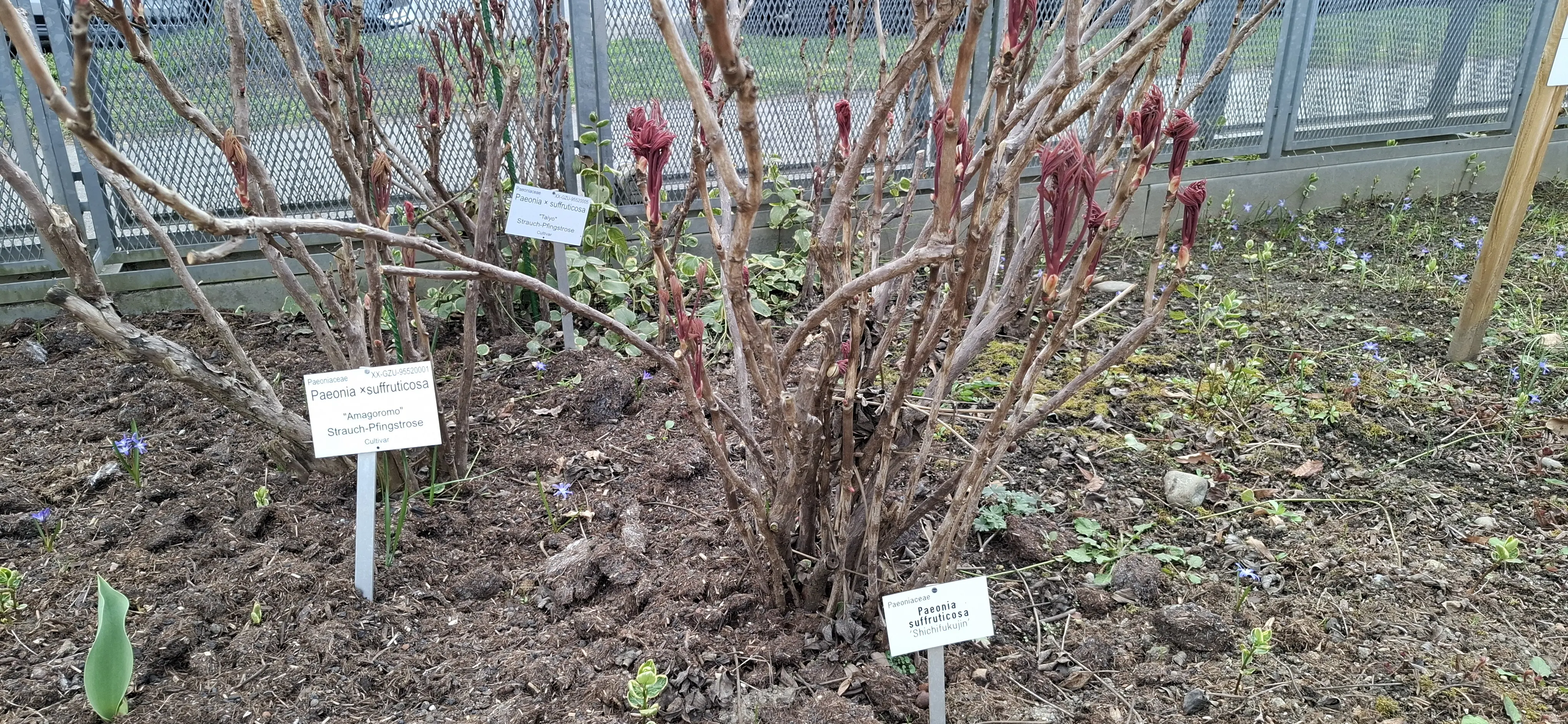 Paeonia suffruticosa